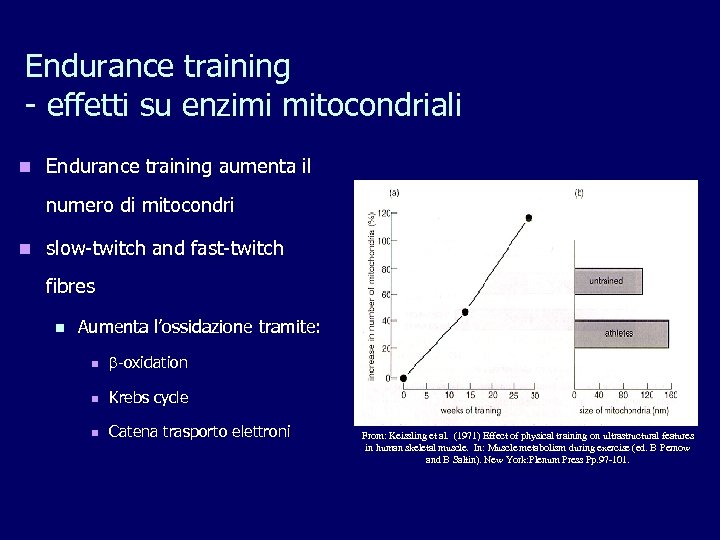 Endurance training - effetti su enzimi mitocondriali n Endurance training aumenta il numero di