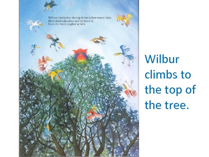 Wilbur climbs to the top of the tree. 