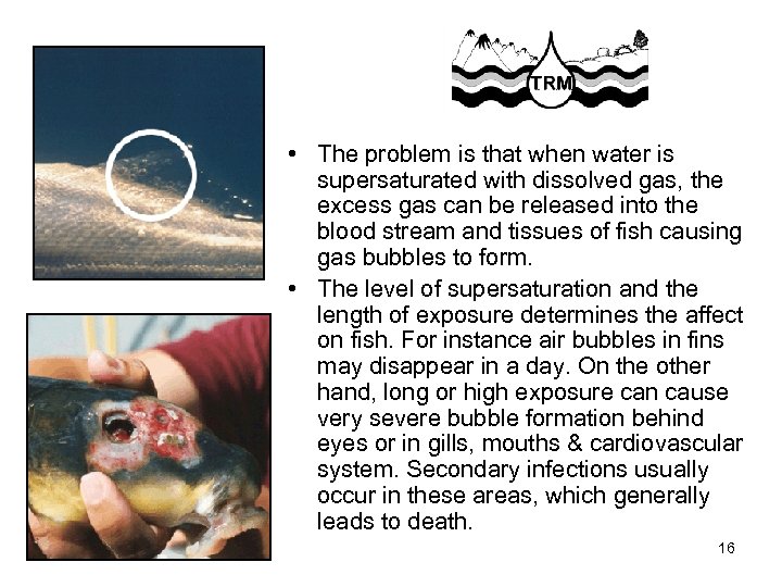  • The problem is that when water is supersaturated with dissolved gas, the