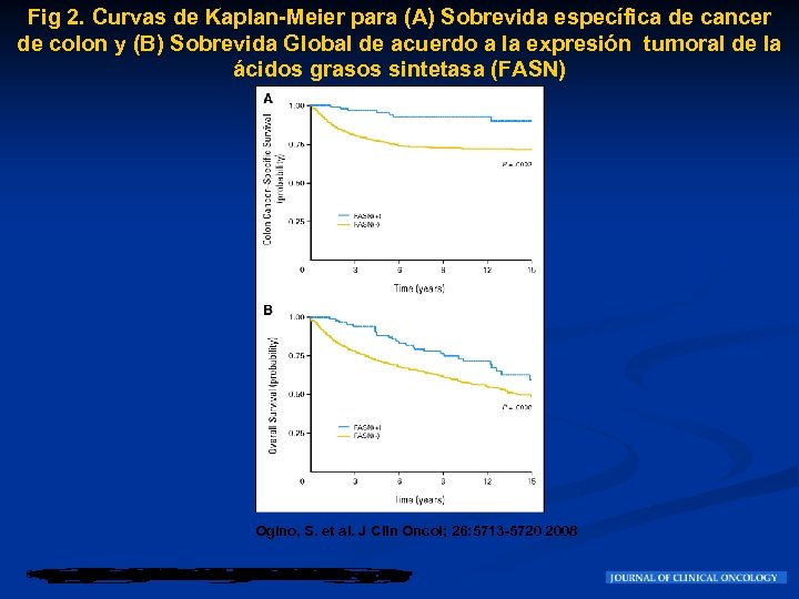 Fig 2. Curvas de Kaplan-Meier para (A) Sobrevida específica de cancer de colon y