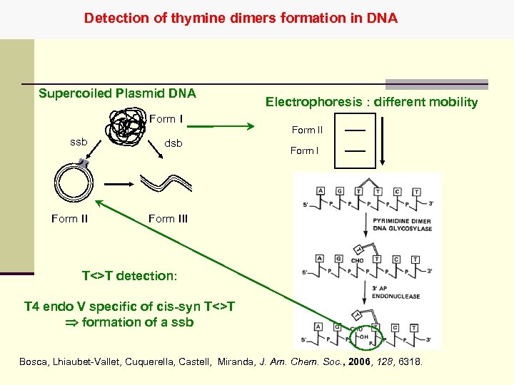 Detection of thymine dimers formation in DNA Supercoiled Plasmid DNA Form I ssb Form