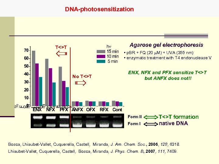 DNA-photosensitization Agarose gel electrophoresis T<>T • p. BR + FQ (20 m. M) +