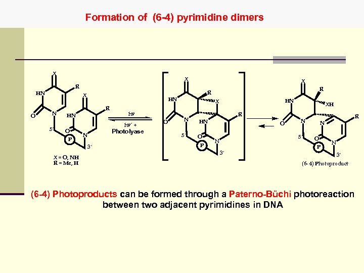 Formation of (6 -4) pyrimidine dimers X X X R HN O N 5´