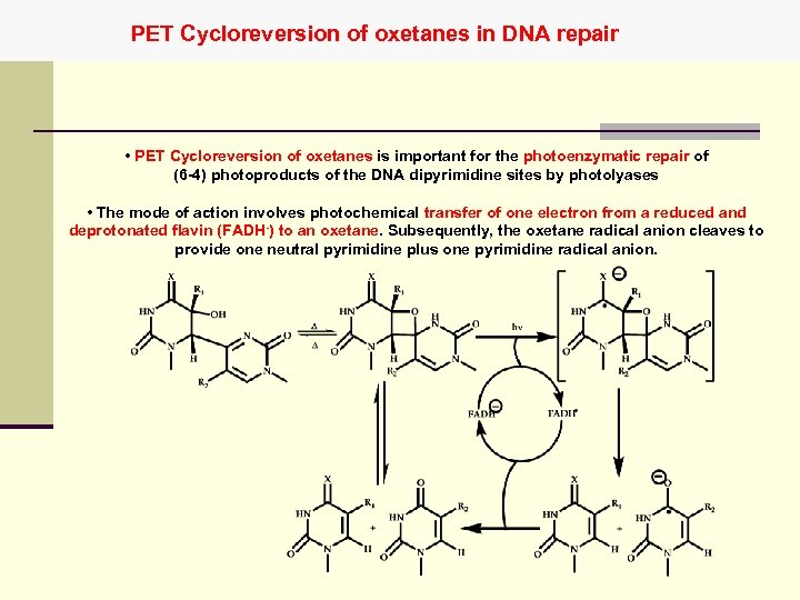PET Cycloreversion of oxetanes in DNA repair • PET Cycloreversion of oxetanes is important