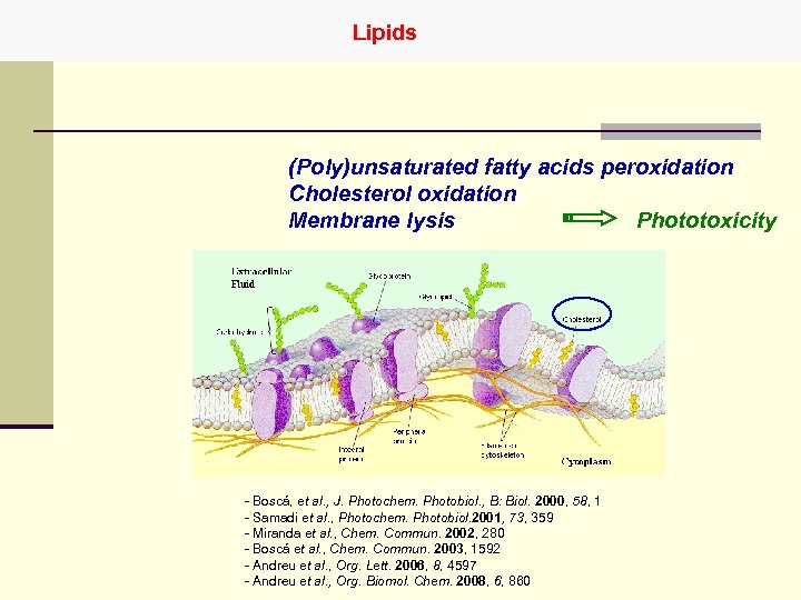 Lipids (Poly)unsaturated fatty acids peroxidation Cholesterol oxidation Phototoxicity Membrane lysis - Boscá, et al.