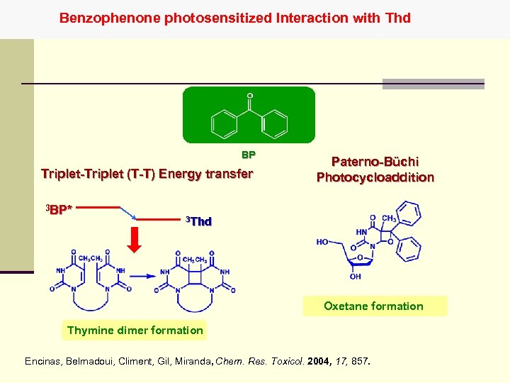 Benzophenone photosensitized Interaction with Thd BP Triplet-Triplet (T-T) Energy transfer 3 BP* Paterno-Büchi Photocycloaddition