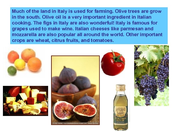 Much of the land in Italy is used for farming. Olive trees are grow