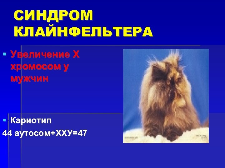 СИНДРОМ КЛАЙНФЕЛЬТЕРА Увеличение Х хромосом у мужчин Кариотип 44 аутосом+ХХУ=47 