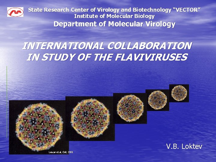 State Research Center of Virology and Biotechnology “VECTOR” Institute of Molecular Biology Department of