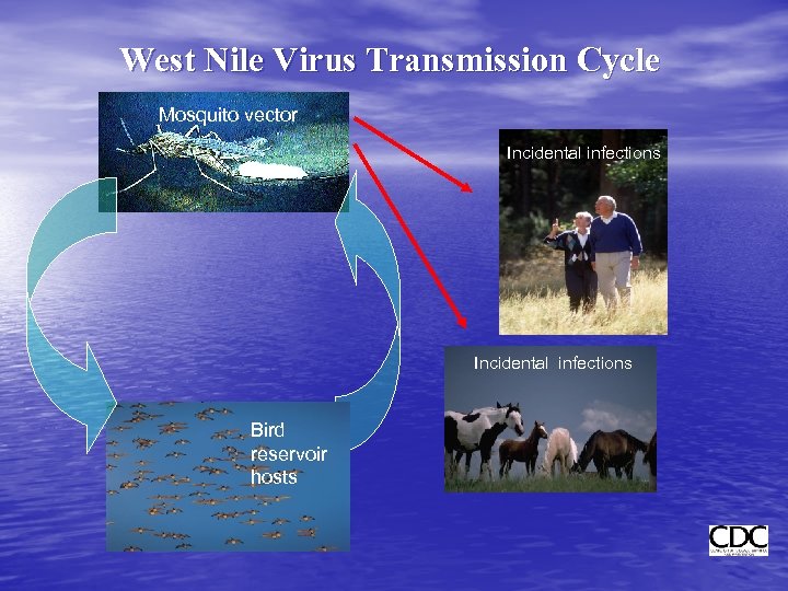 West Nile Virus Transmission Cycle Mosquito vector Incidental infections Bird reservoir hosts 