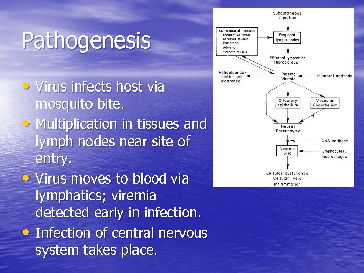 Pathogenesis • Virus infects host via • • • mosquito bite. Multiplication in tissues