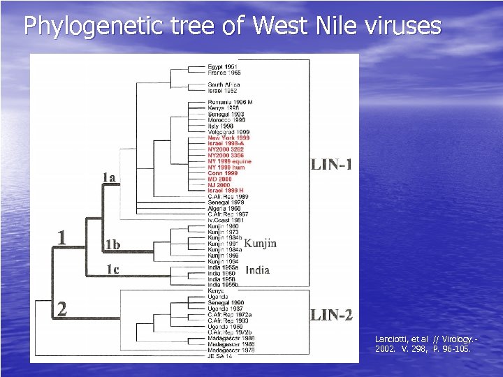 Phylogenetic tree of West Nile viruses Lanciotti, et al // Virology. - 2002. V.