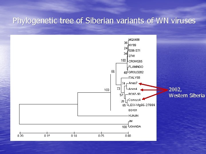 Phylogenetic tree of Siberian variants of WN viruses 2002, Western Siberia 