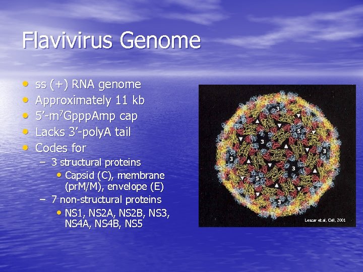 Flavivirus Genome • • • ss (+) RNA genome Approximately 11 kb 5’-m 7