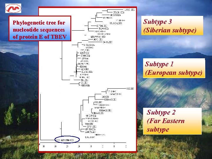 Phylogenetic tree for nucleotide sequences of protein E of TBEV Subtype 3 (Siberian subtype)