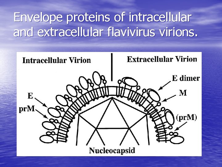 Envelope proteins of intracellular and extracellular flavivirus virions. 