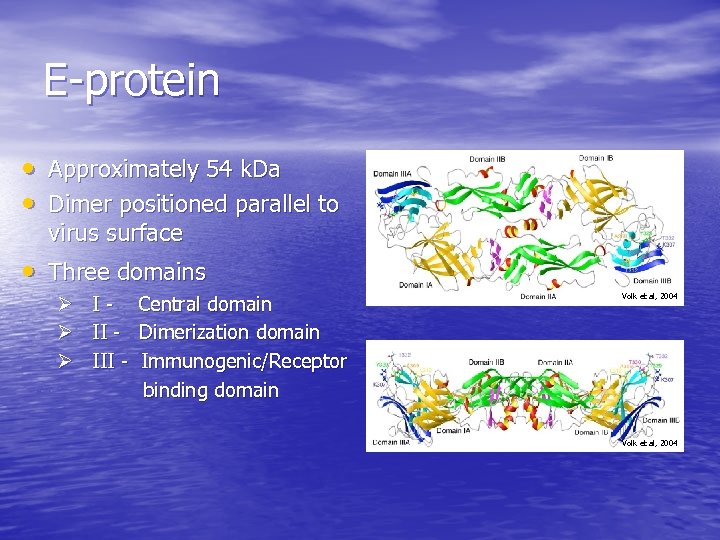 E-protein • Approximately 54 k. Da • Dimer positioned parallel to virus surface •