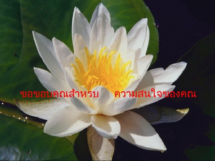 Спасибо за внимание! ขอขอบคณสำหรบ ความสนใจของคณ 