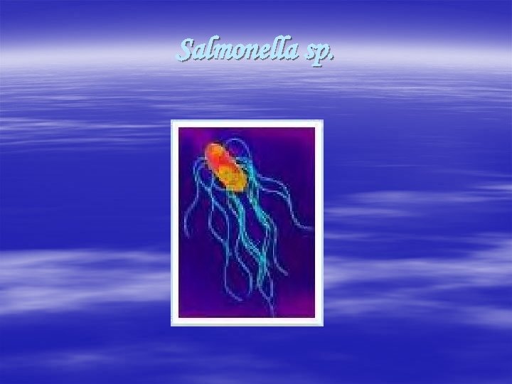 Salmonella sp. 