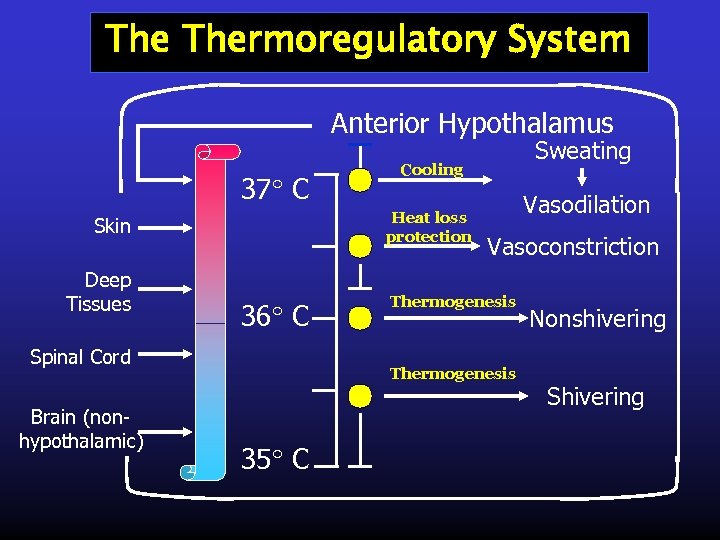 The Thermoregulatory System Anterior Hypothalamus 37 C Deep Tissues 36 C Spinal Cord Brain