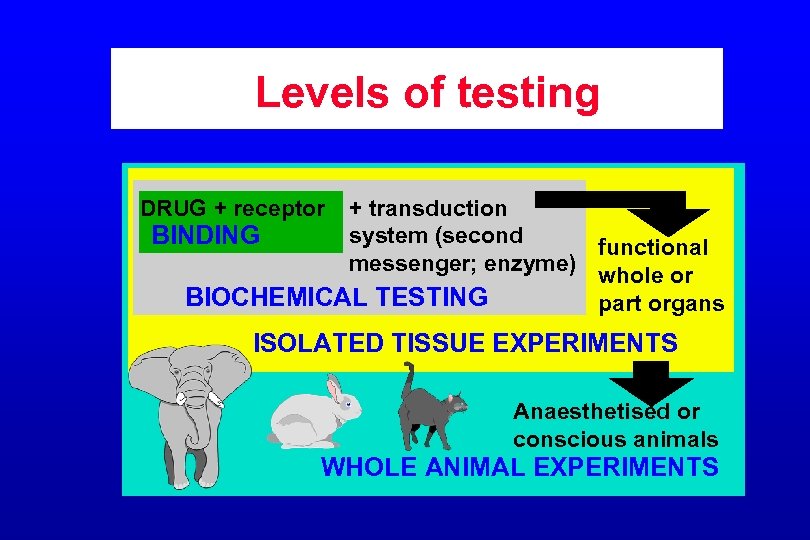 Levels of testing DRUG + receptor + transduction system (second BINDING functional messenger; enzyme)