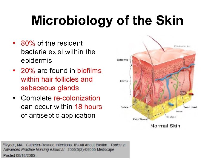 Microbiology of the Skin • 80% of the resident bacteria exist within the epidermis