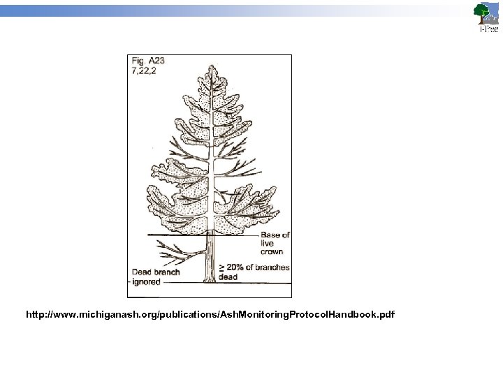 http: //www. michiganash. org/publications/Ash. Monitoring. Protocol. Handbook. pdf 