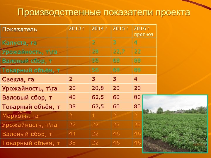 Производственные показатели проекта Показатель 2013 г 2014 г 2015 г 2016 г прогноз Капуста,
