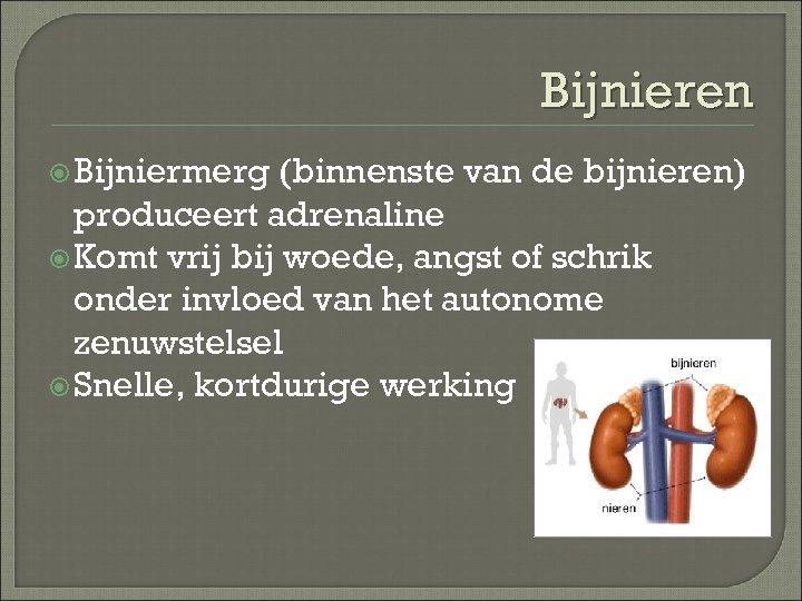 Bijnieren Bijniermerg (binnenste van de bijnieren) produceert adrenaline Komt vrij bij woede, angst of