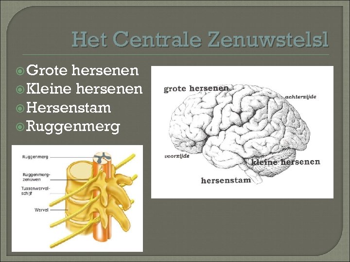 Het Centrale Zenuwstelsl Grote hersenen Kleine hersenen Hersenstam Ruggenmerg 