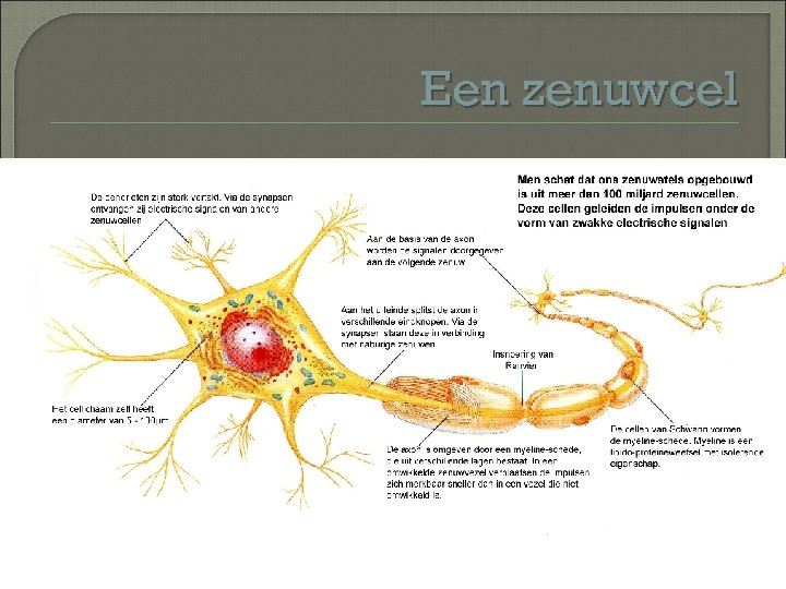 Een zenuwcel 