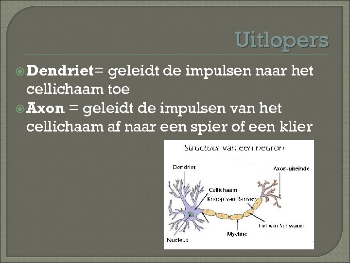 Uitlopers Dendriet= geleidt de impulsen naar het cellichaam toe Axon = geleidt de impulsen