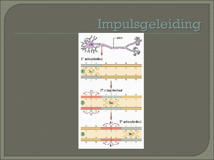 Impulsgeleiding 