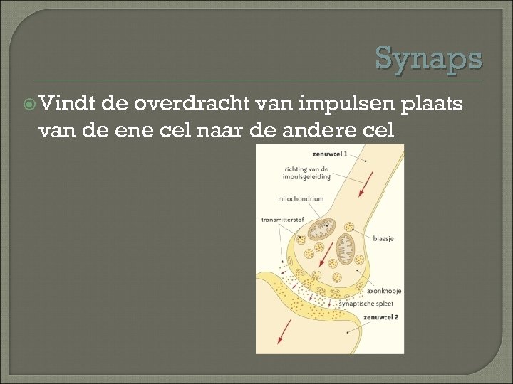 Synaps Vindt de overdracht van impulsen plaats van de ene cel naar de andere