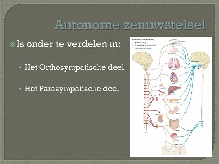 Autonome zenuwstelsel Is onder te verdelen in: • Het Orthosympatische deel • Het Parasympatische