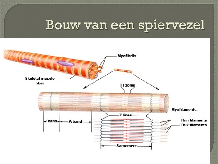 Bouw van een spiervezel 