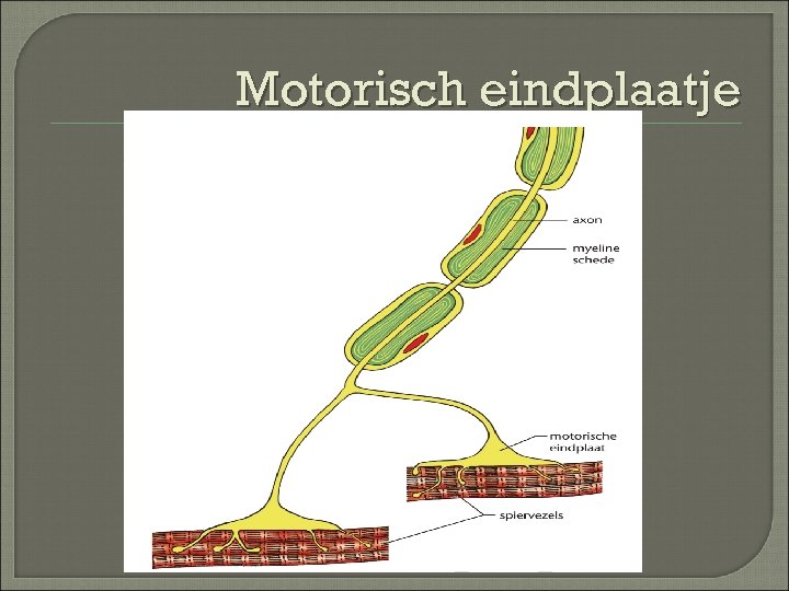 Motorisch eindplaatje 