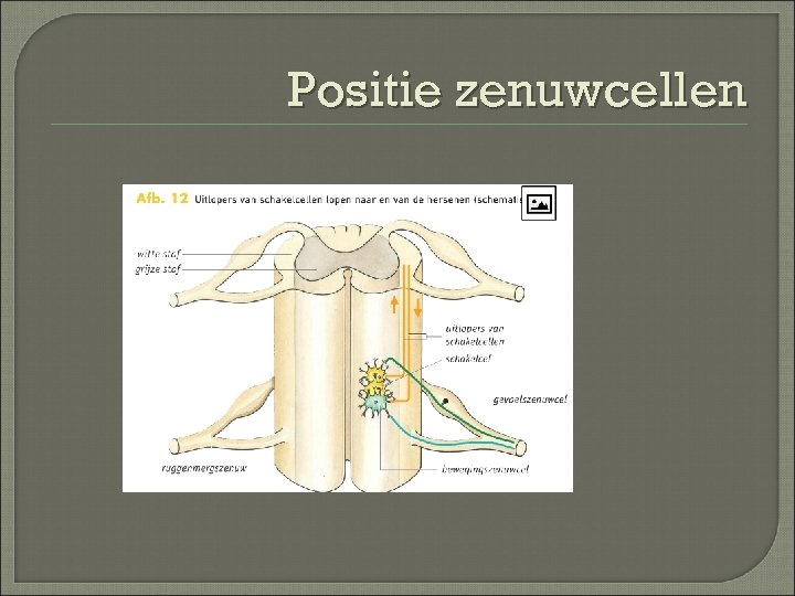 Positie zenuwcellen 