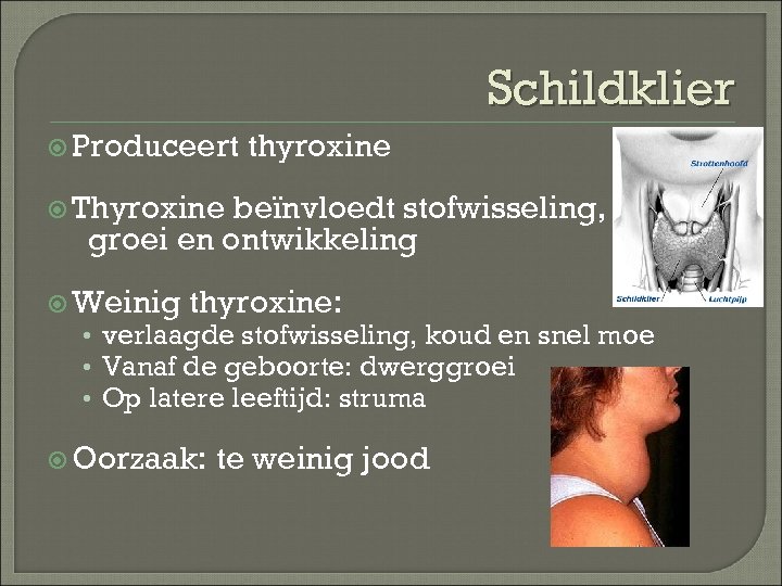 Schildklier Produceert thyroxine Thyroxine beïnvloedt stofwisseling, groei en ontwikkeling Weinig thyroxine: • verlaagde stofwisseling,