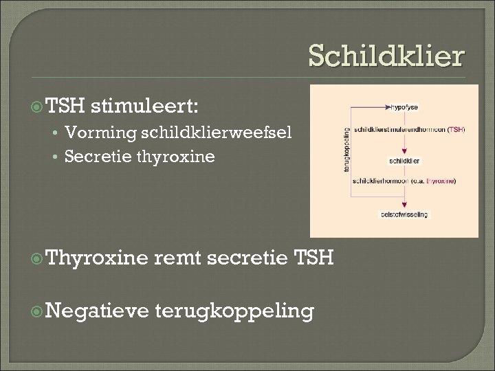 Schildklier TSH stimuleert: • Vorming schildklierweefsel • Secretie thyroxine Thyroxine remt secretie TSH Negatieve