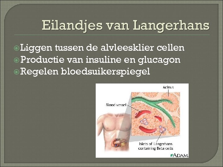 Eilandjes van Langerhans Liggen tussen de alvleesklier cellen Productie van insuline en glucagon Regelen