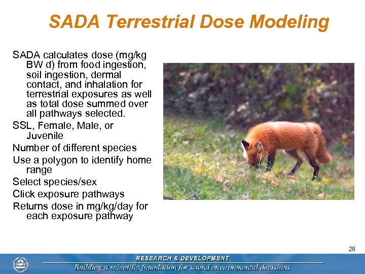 SADA Terrestrial Dose Modeling SADA calculates dose (mg/kg BW d) from food ingestion, soil