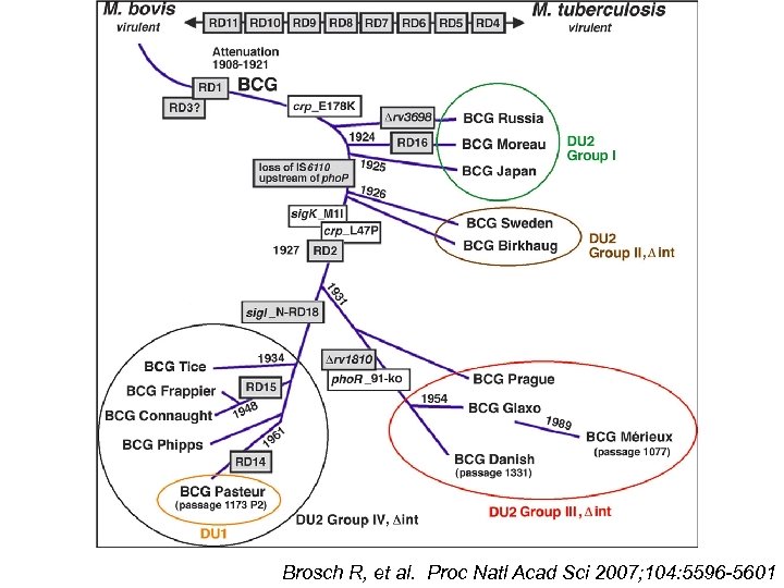 Brosch R, et al. Proc Natl Acad Sci 2007; 104: 5596 -5601 