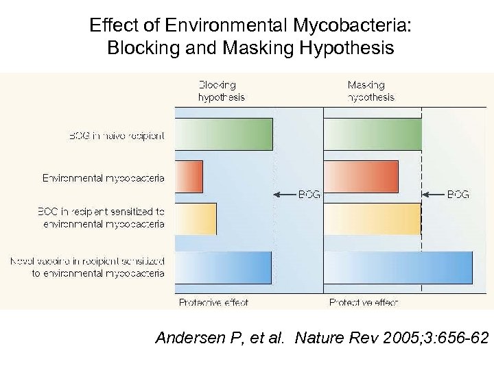 Effect of Environmental Mycobacteria: Blocking and Masking Hypothesis Andersen P, et al. Nature Rev