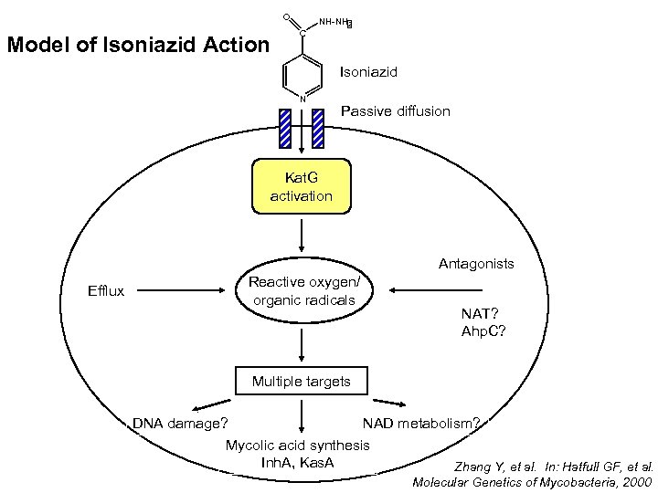 O Model of Isoniazid Action NH-NH 2 C Isoniazid N Passive diffusion Kat. G