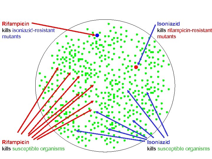 Rifampicin kills isoniazid-resistant mutants Rifampicin kills susceptible organisms Isoniazid kills rifampicin-resistant mutants Isoniazid kills