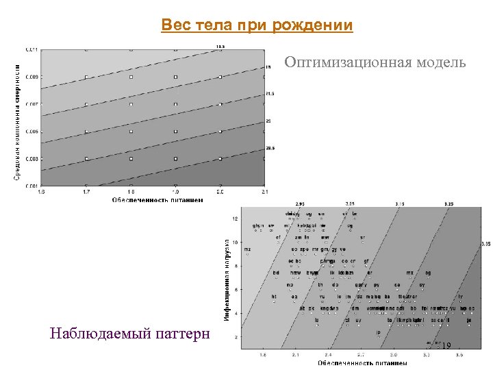 Вес тела при рождении Оптимизационная модель Наблюдаемый паттерн 19 