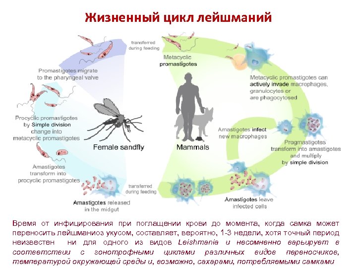 Жизненный цикл лейшманий Время от инфицирования при поглащении крови до момента, когда самка может