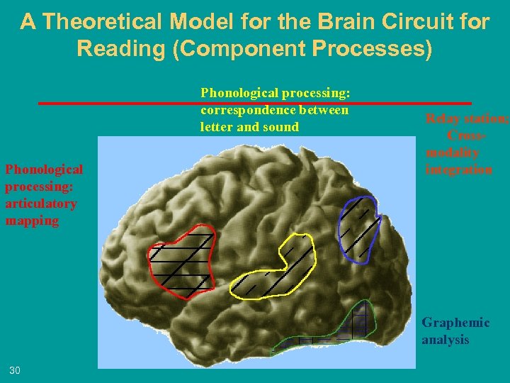 A Theoretical Model for the Brain Circuit for Reading (Component Processes) Phonological processing: correspondence