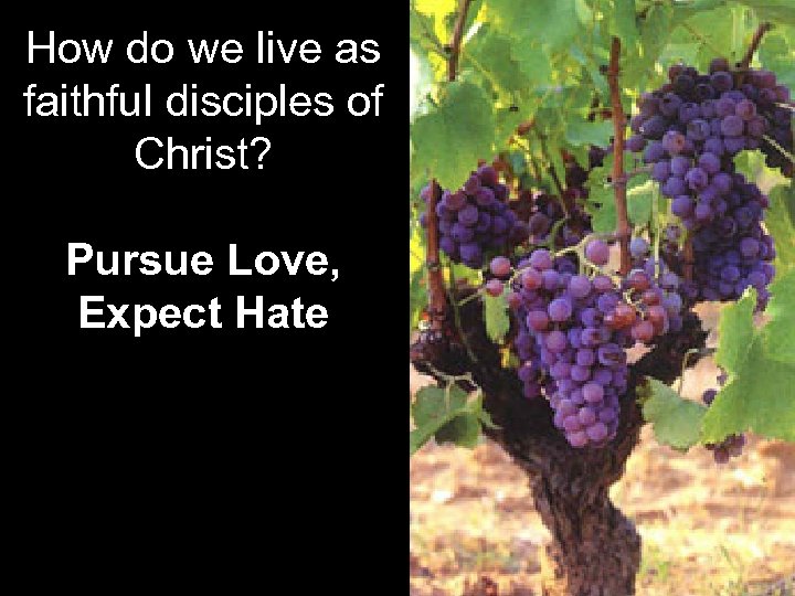 How do we live as faithful disciples of Christ? Pursue Love, Expect Hate 